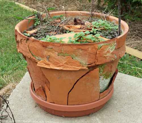 Terracotta flower pots are highly vulnerable to freeze damage because they are soft and porous. The damage could have been minimized by sealing the pot inside and out with a tile and grout sealer.
