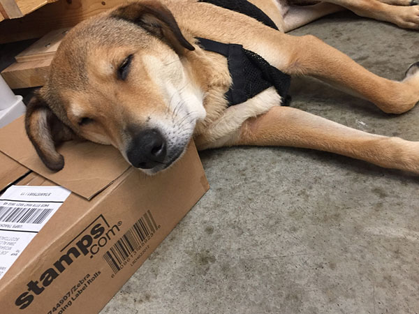 Sleepy Ted