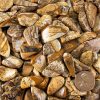 Picture Jasper